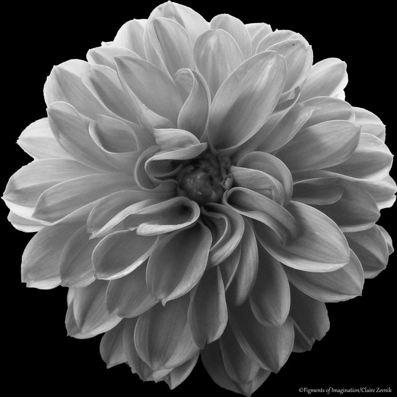 Dalia - Reserve Grand Champion Photo